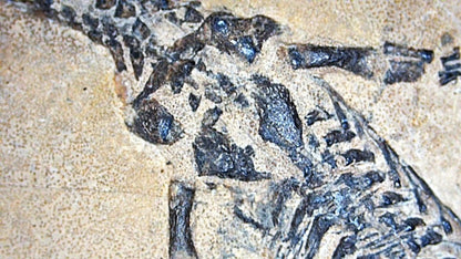 Baby Keichousaurus hui Fossil Triassic Marine Reptile from China (1.90") - FossilsAndMore