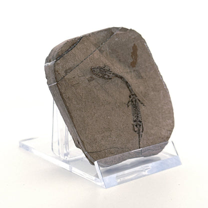 Baby Keichousaurus hui Fossil Triassic Marine Reptile from China (1.90") - FossilsAndMore