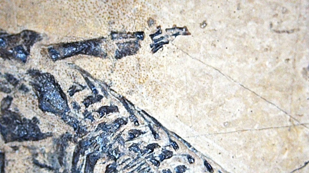 Baby Keichousaurus hui Fossil Triassic Marine Reptile from China (1.90") - FossilsAndMore