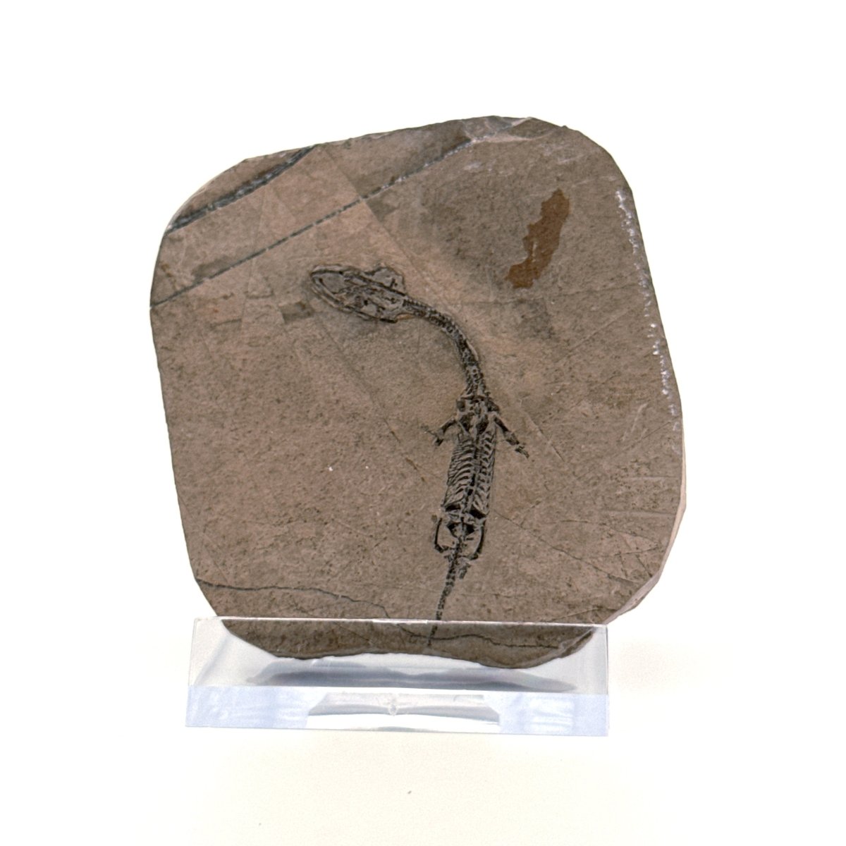 Baby Keichousaurus hui Fossil Triassic Marine Reptile from China (1.90") - FossilsAndMore