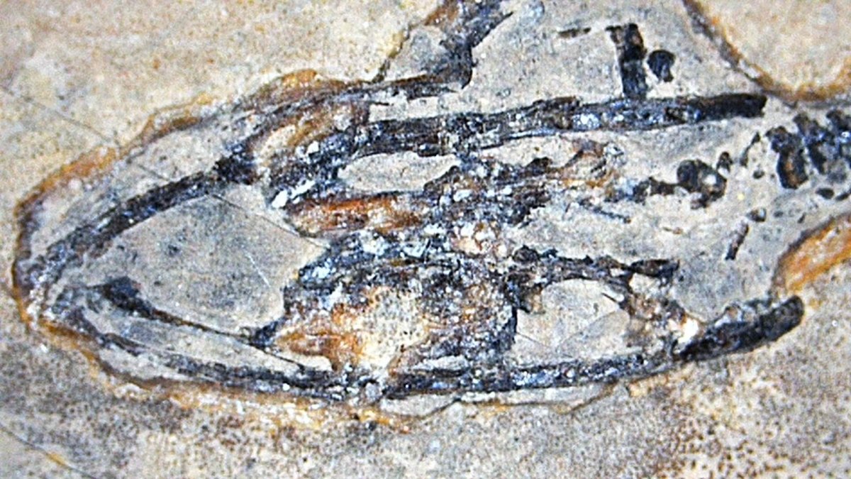 Baby Keichousaurus hui Fossil Triassic Marine Reptile from China (1.90") - FossilsAndMore