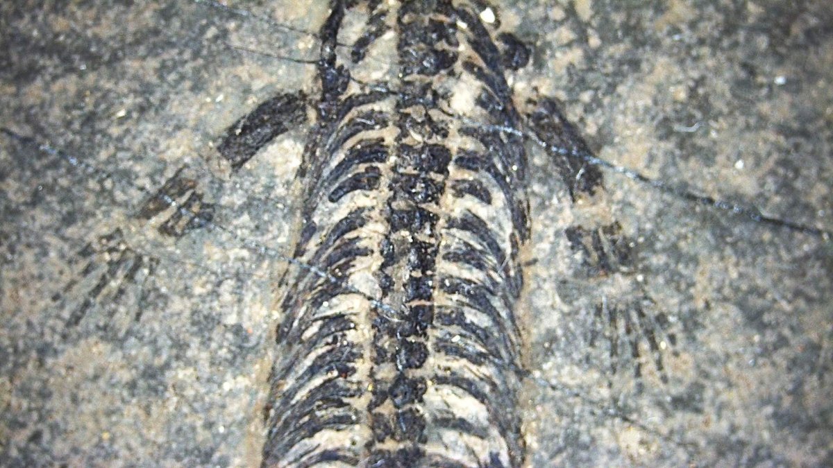 Baby Keichousaurus hui Fossil Triassic Marine Reptile from China (2.00") - FossilsAndMore