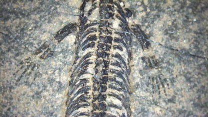 Baby Keichousaurus hui Fossil Triassic Marine Reptile from China (2.00") - FossilsAndMore