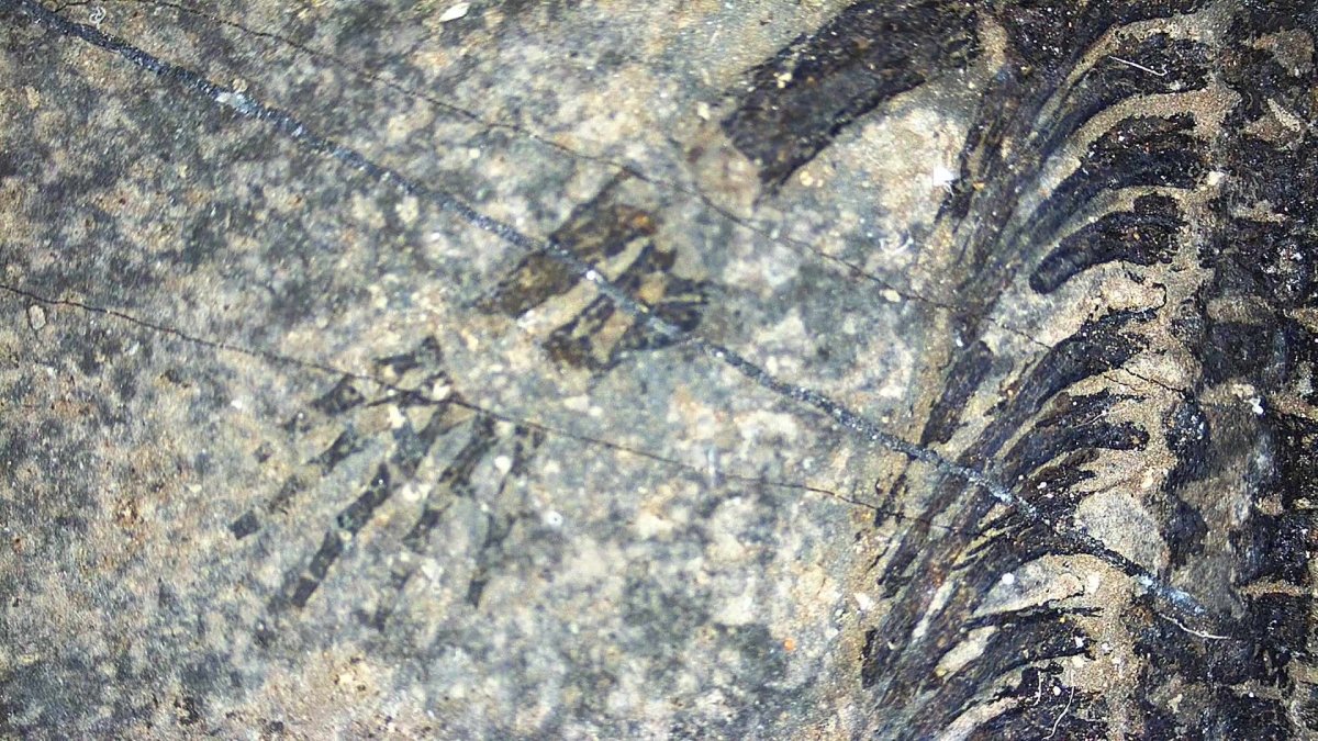 Baby Keichousaurus hui Fossil Triassic Marine Reptile from China (2.00") - FossilsAndMore