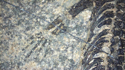 Baby Keichousaurus hui Fossil Triassic Marine Reptile from China (2.00") - FossilsAndMore