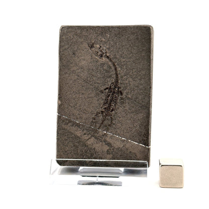 Baby Keichousaurus hui Fossil Triassic Marine Reptile from China (2.00") - FossilsAndMore