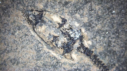 Baby Keichousaurus hui Fossil Triassic Marine Reptile from China (2.00") - FossilsAndMore