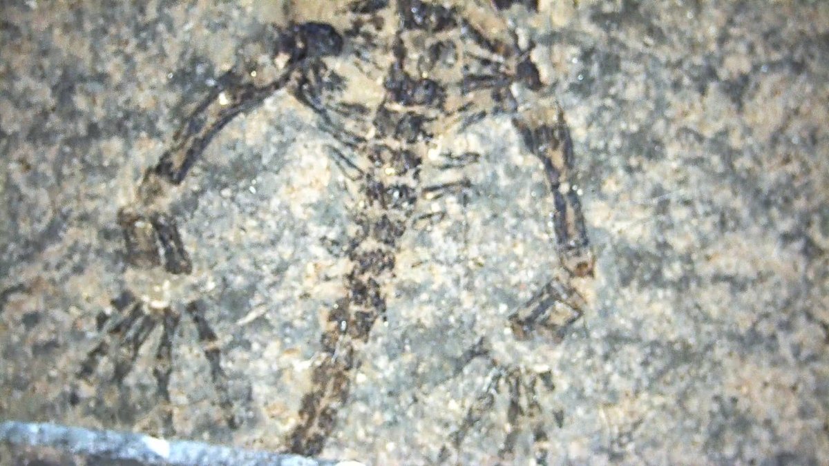 Baby Keichousaurus hui Fossil Triassic Marine Reptile from China (2.00") - FossilsAndMore