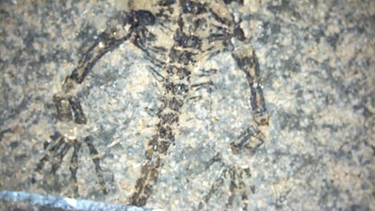 Baby Keichousaurus hui Fossil Triassic Marine Reptile from China (2.00") - FossilsAndMore
