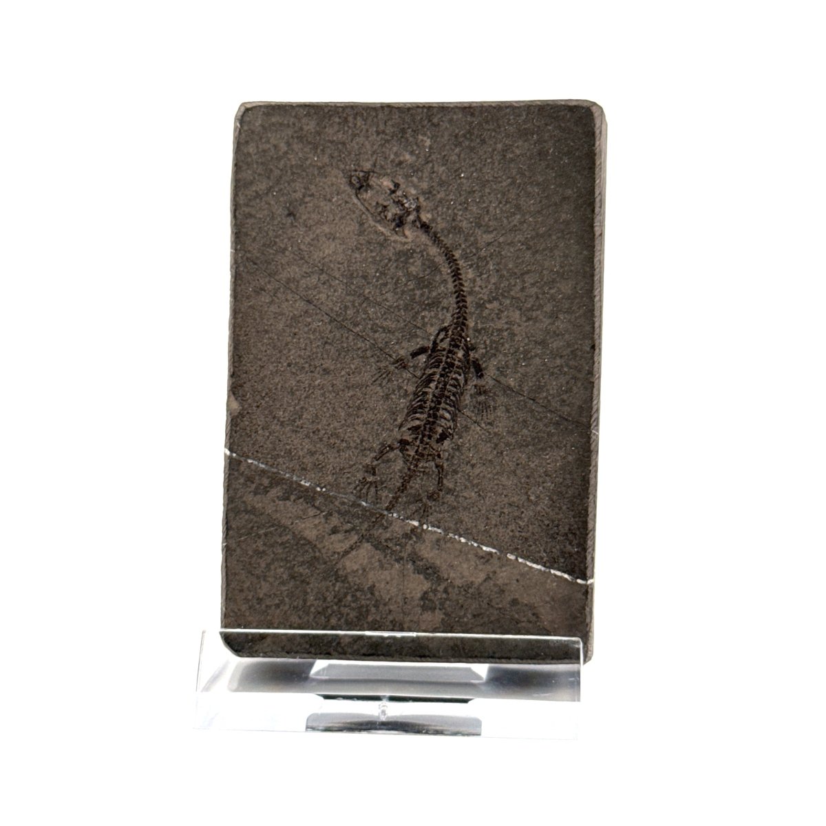 Baby Keichousaurus hui Fossil Triassic Marine Reptile from China (2.00") - FossilsAndMore