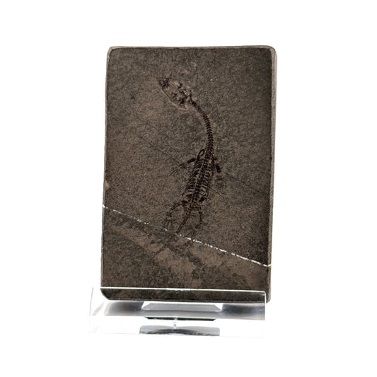 Baby Keichousaurus hui Fossil Triassic Marine Reptile from China (2.00") - FossilsAndMore