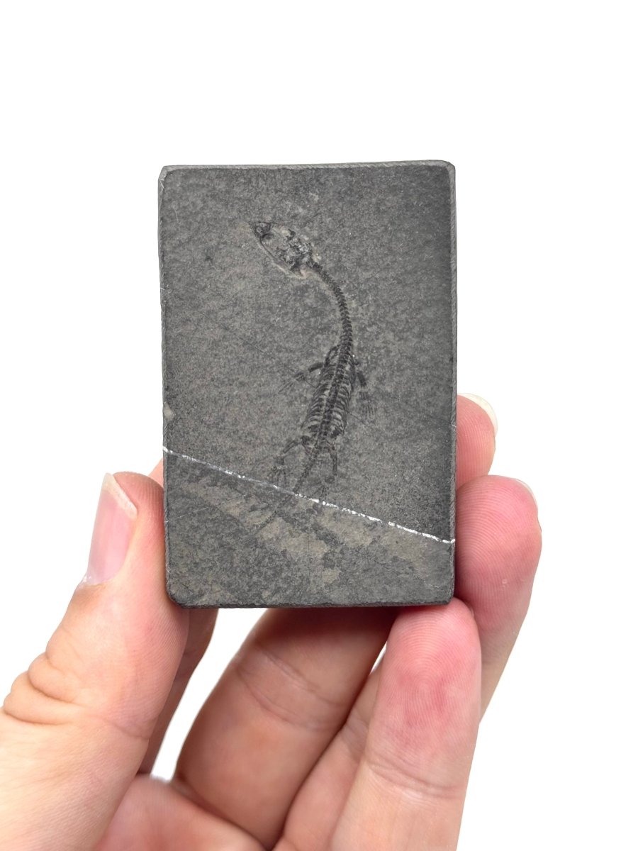 Baby Keichousaurus hui Fossil Triassic Marine Reptile from China (2.00") - FossilsAndMore