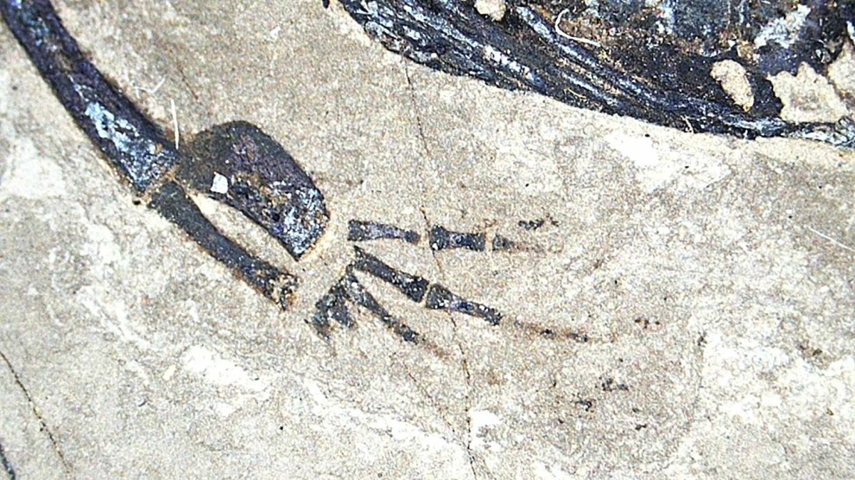 Baby Keichousaurus hui Fossil Triassic Marine Reptile from China (2.20") - FossilsAndMore
