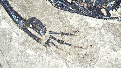 Baby Keichousaurus hui Fossil Triassic Marine Reptile from China (2.20") - FossilsAndMore