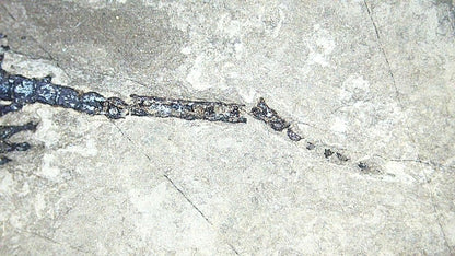 Baby Keichousaurus hui Fossil Triassic Marine Reptile from China (2.20") - FossilsAndMore