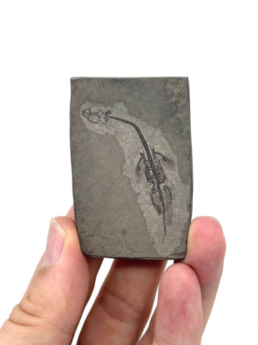 Baby Keichousaurus hui Fossil Triassic Marine Reptile from China (2.20") - FossilsAndMore
