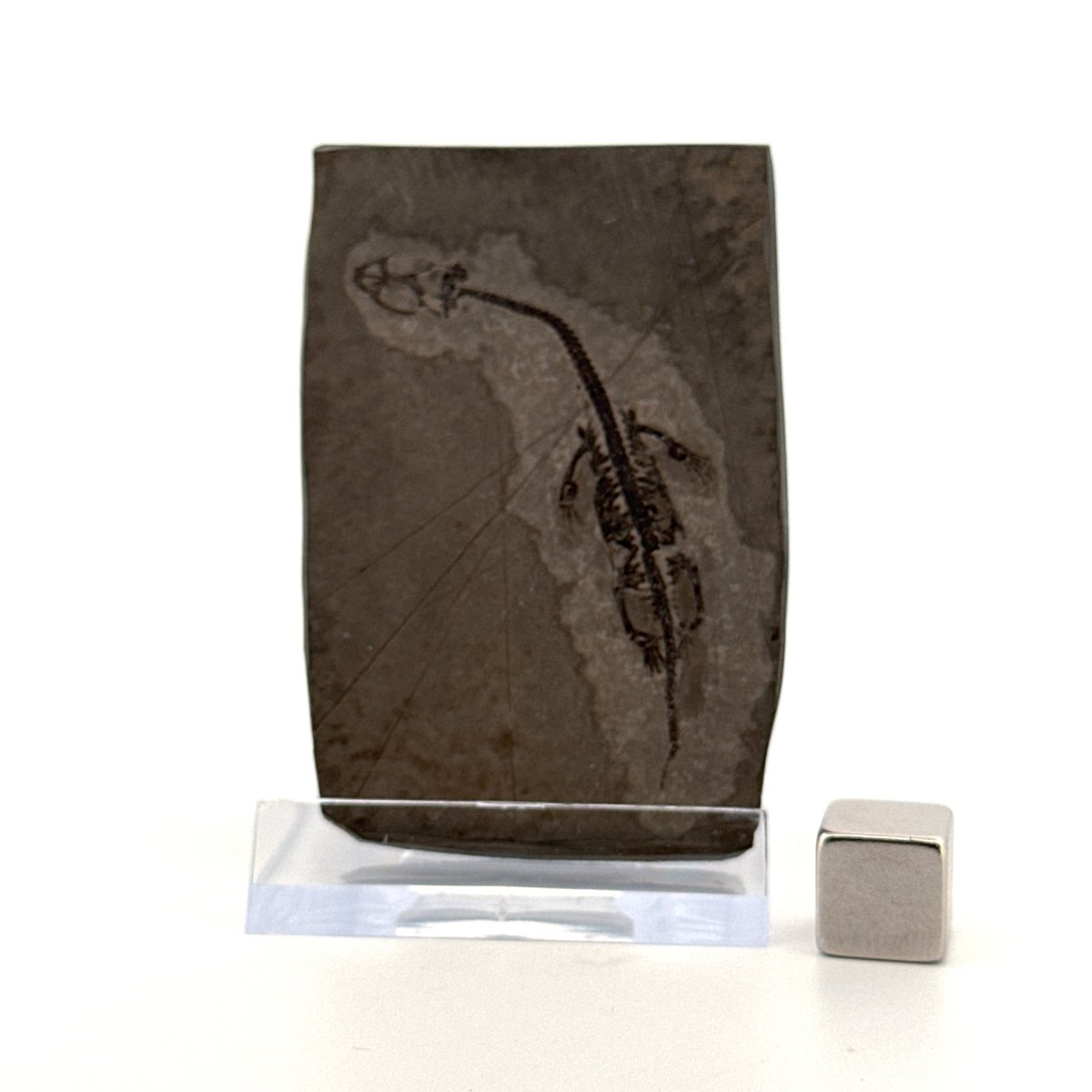 Baby Keichousaurus hui Fossil Triassic Marine Reptile from China (2.20") - FossilsAndMore