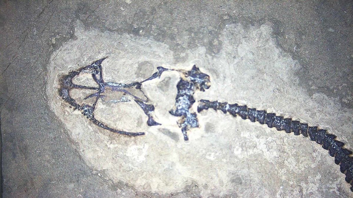 Baby Keichousaurus hui Fossil Triassic Marine Reptile from China (2.20") - FossilsAndMore
