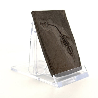 Baby Keichousaurus hui Fossil Triassic Marine Reptile from China (2.20") - FossilsAndMore
