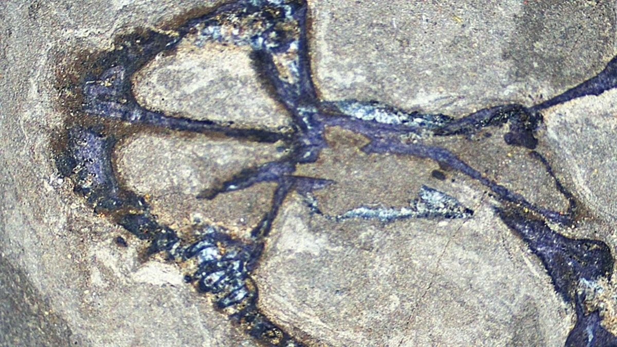 Baby Keichousaurus hui Fossil Triassic Marine Reptile from China (2.20") - FossilsAndMore