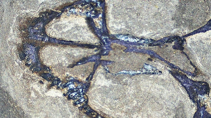 Baby Keichousaurus hui Fossil Triassic Marine Reptile from China (2.20") - FossilsAndMore