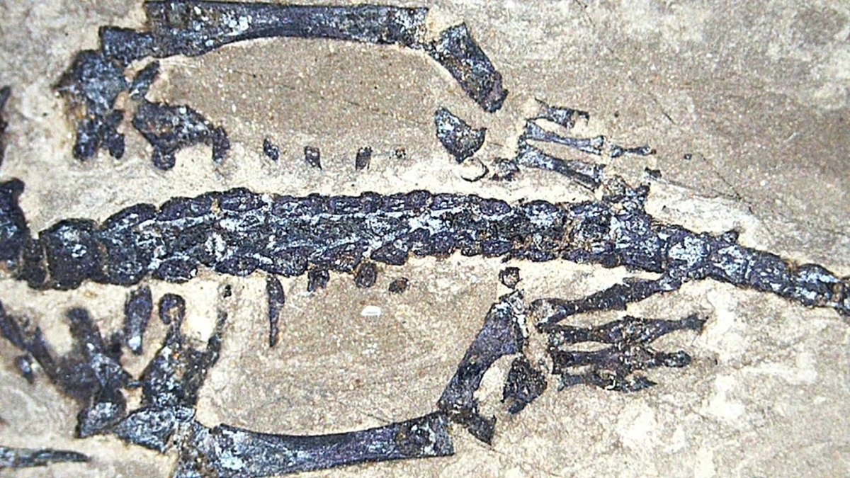 Baby Keichousaurus hui Fossil Triassic Marine Reptile from China (2.20") - FossilsAndMore