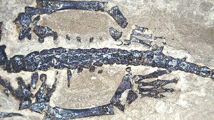 Baby Keichousaurus hui Fossil Triassic Marine Reptile from China (2.20") - FossilsAndMore