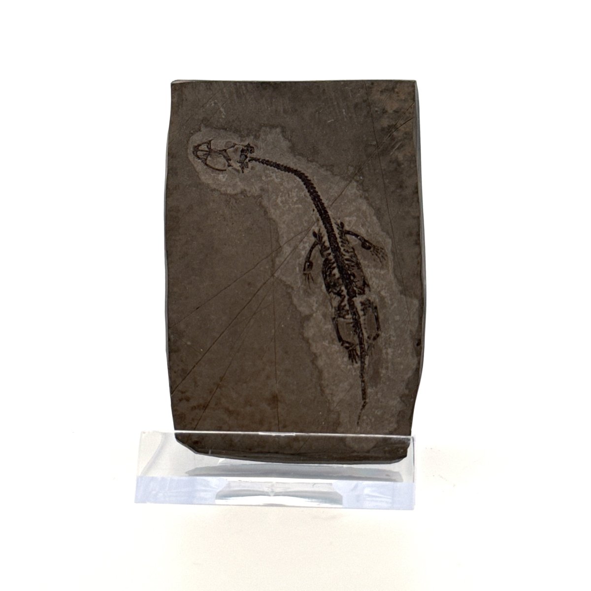 Baby Keichousaurus hui Fossil Triassic Marine Reptile from China (2.20") - FossilsAndMore