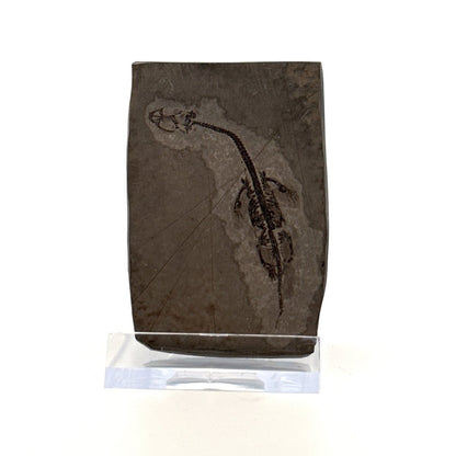 Baby Keichousaurus hui Fossil Triassic Marine Reptile from China (2.20") - FossilsAndMore
