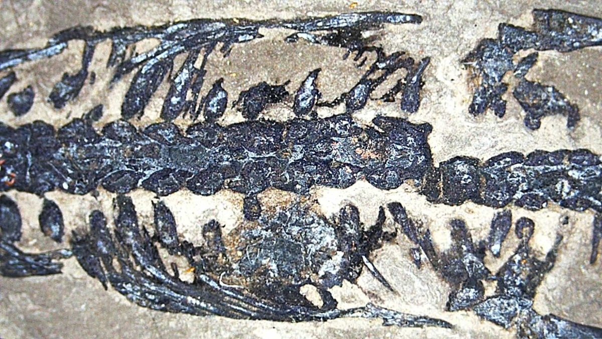 Baby Keichousaurus hui Fossil Triassic Marine Reptile from China (2.20") - FossilsAndMore