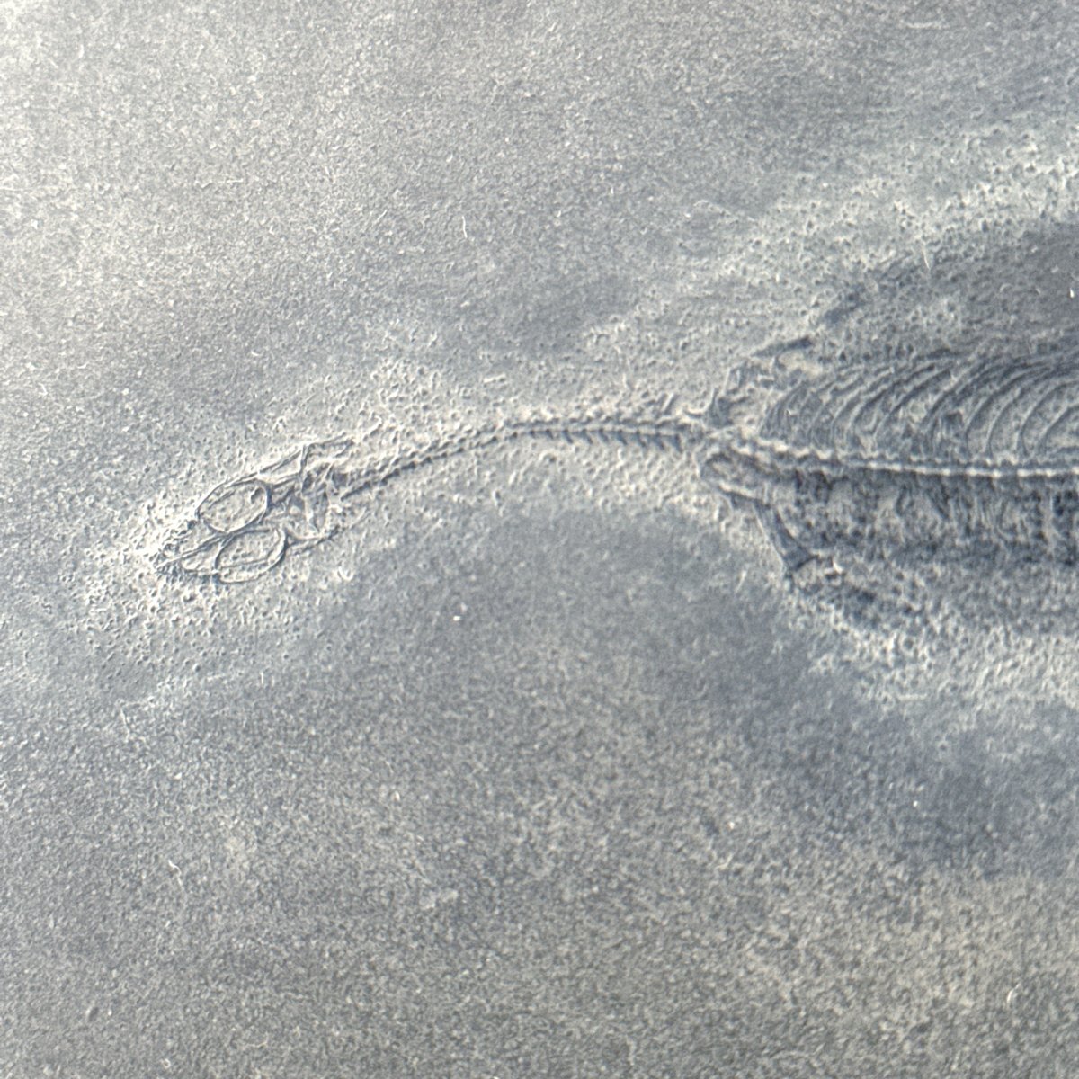Baby Keichousaurus hui Fossil Triassic Marine Reptile from China (2.67") - FossilsAndMore
