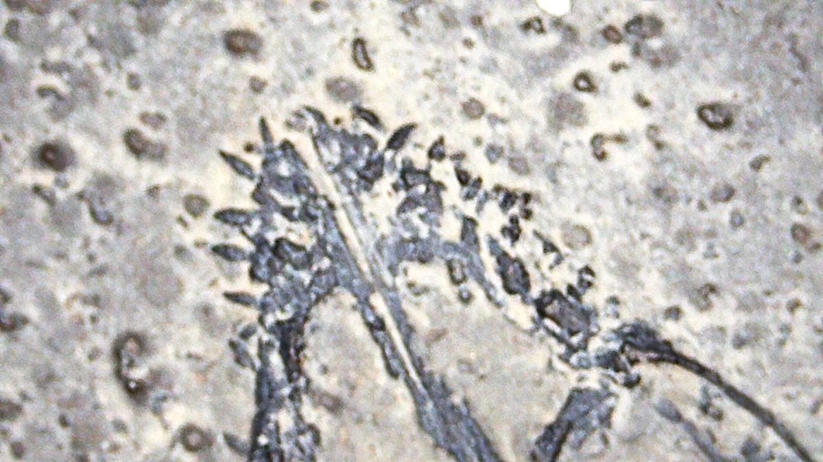 Baby Keichousaurus hui Fossil Triassic Marine Reptile from China (2.67") - FossilsAndMore