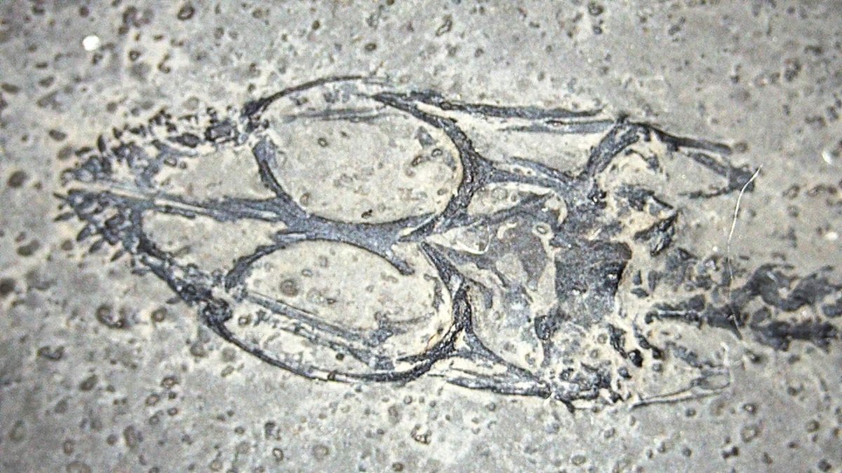 Baby Keichousaurus hui Fossil Triassic Marine Reptile from China (2.67") - FossilsAndMore