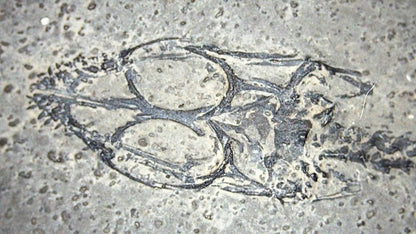 Baby Keichousaurus hui Fossil Triassic Marine Reptile from China (2.67") - FossilsAndMore