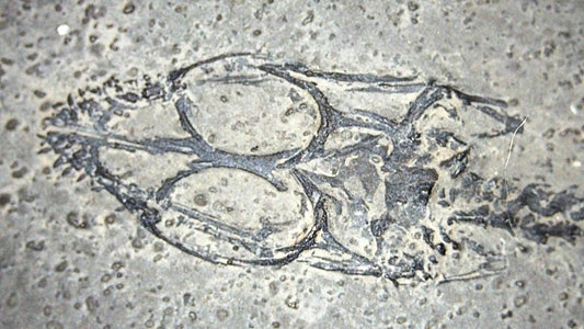 Baby Keichousaurus hui Fossil Triassic Marine Reptile from China (2.67") - FossilsAndMore