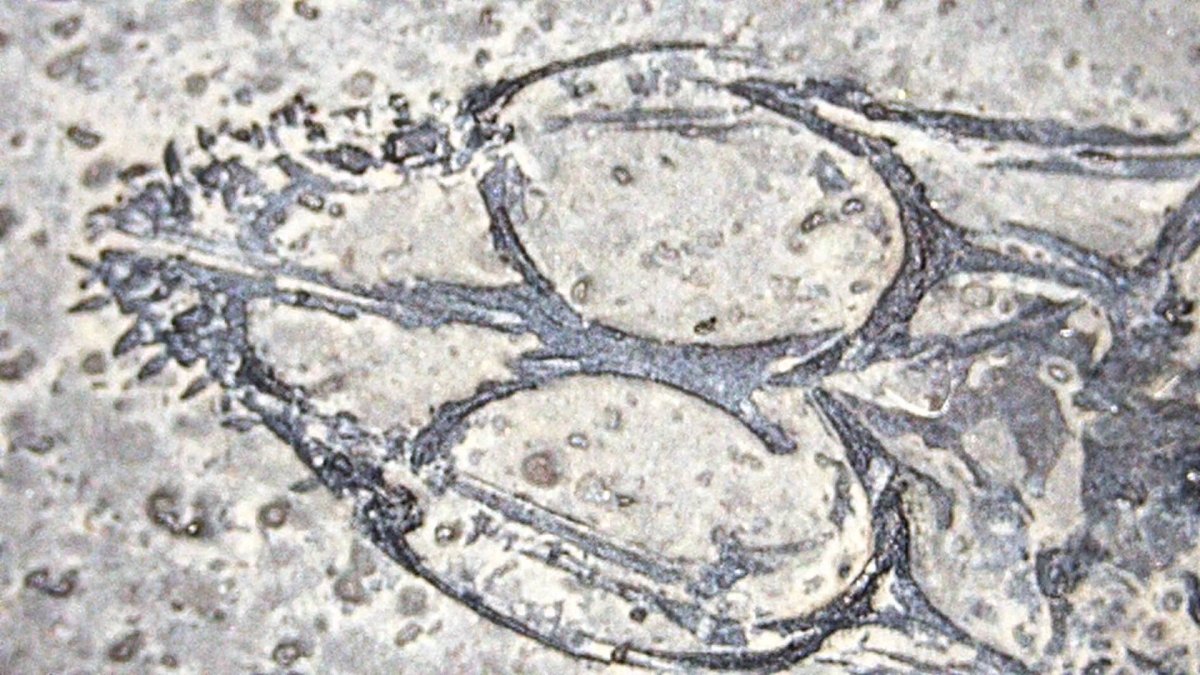 Baby Keichousaurus hui Fossil Triassic Marine Reptile from China (2.67") - FossilsAndMore