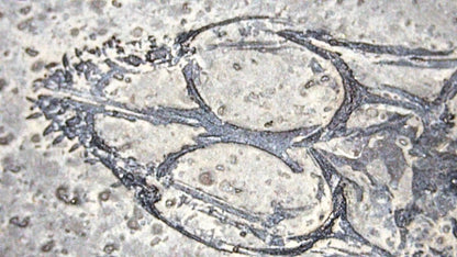 Baby Keichousaurus hui Fossil Triassic Marine Reptile from China (2.67") - FossilsAndMore