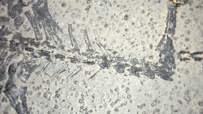 Baby Keichousaurus hui Fossil Triassic Marine Reptile from China (2.67") - FossilsAndMore