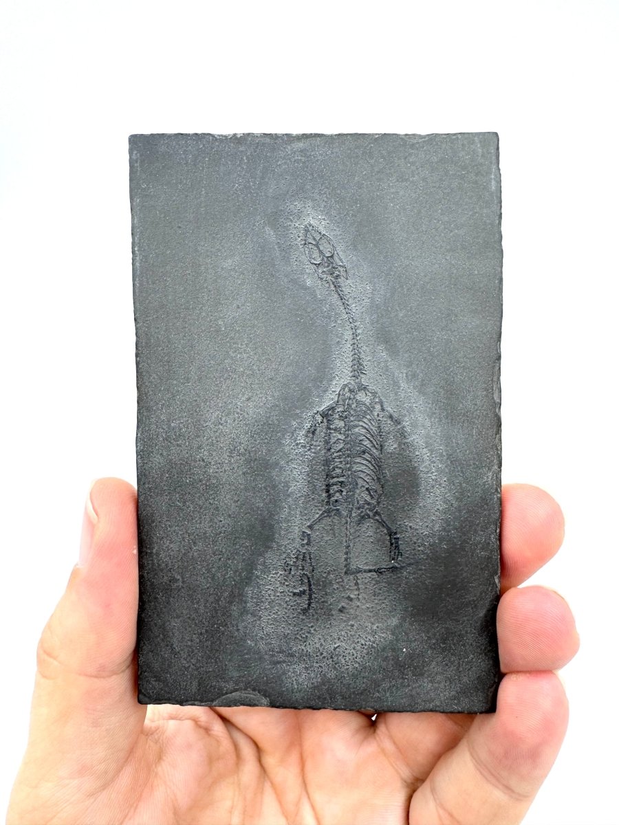Baby Keichousaurus hui Fossil Triassic Marine Reptile from China (2.67") - FossilsAndMore