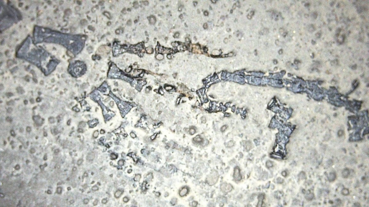 Baby Keichousaurus hui Fossil Triassic Marine Reptile from China (2.67") - FossilsAndMore