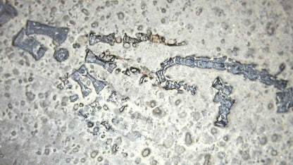 Baby Keichousaurus hui Fossil Triassic Marine Reptile from China (2.67") - FossilsAndMore