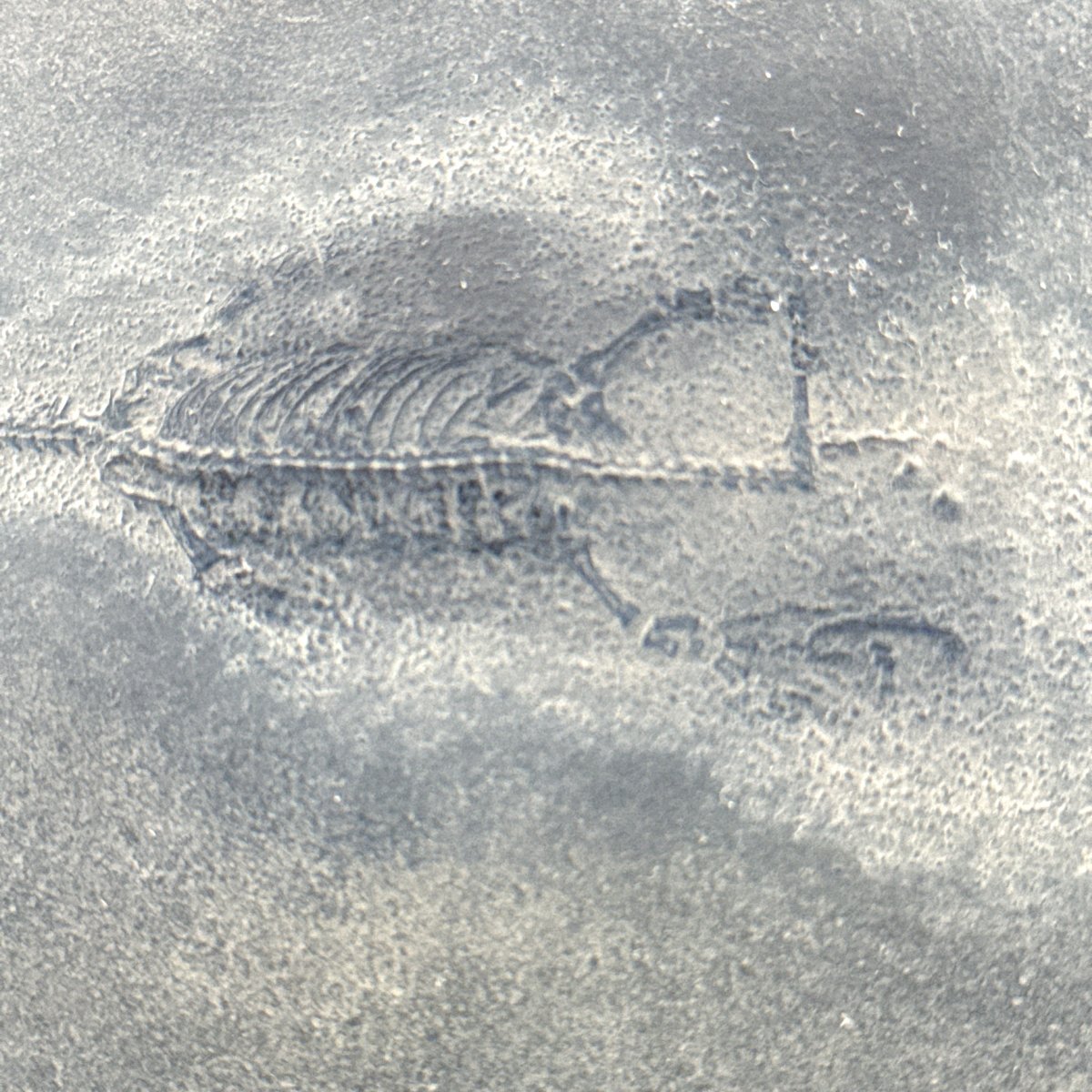 Baby Keichousaurus hui Fossil Triassic Marine Reptile from China (2.67") - FossilsAndMore