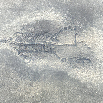 Baby Keichousaurus hui Fossil Triassic Marine Reptile from China (2.67") - FossilsAndMore