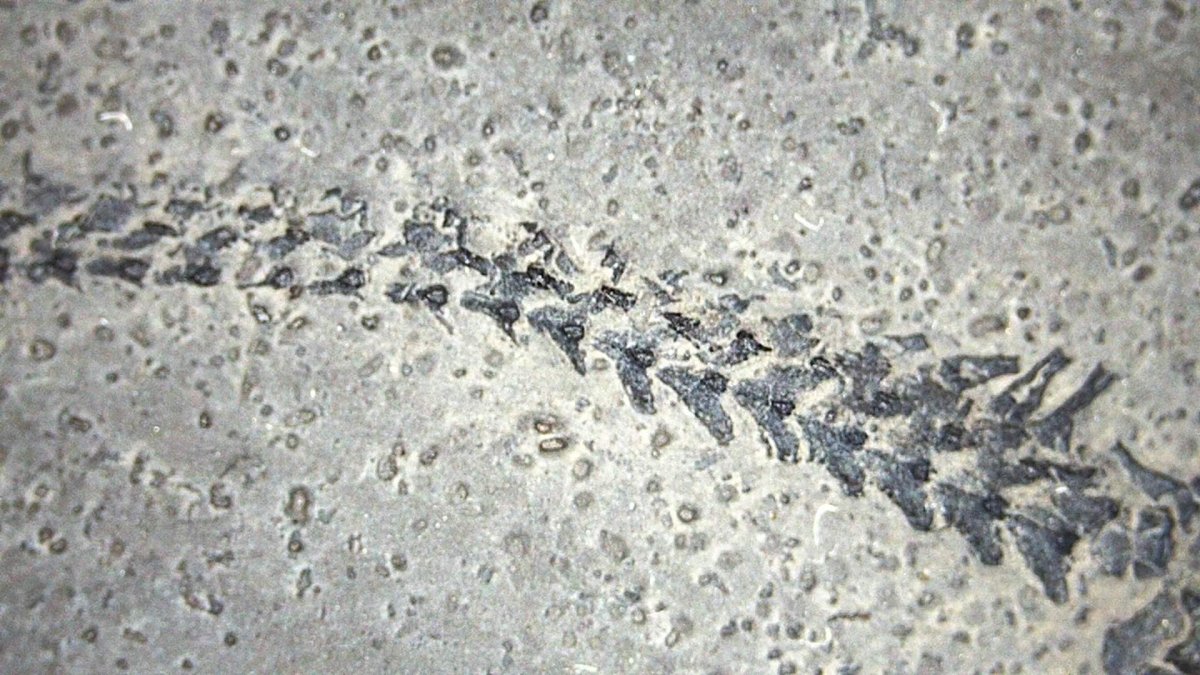 Baby Keichousaurus hui Fossil Triassic Marine Reptile from China (2.67") - FossilsAndMore