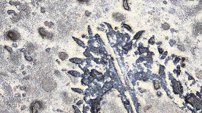 Baby Keichousaurus hui Fossil Triassic Marine Reptile from China (2.67") - FossilsAndMore