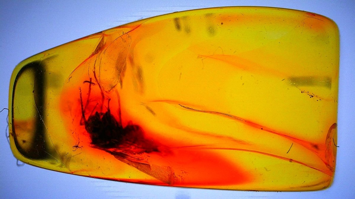 Translucent amber stone with red and yellow colors on a blue background