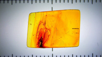 Rectangular piece of amber with fly and  a visible scale bar for measurement