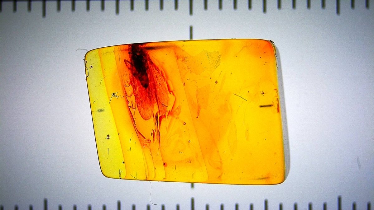Rectangular piece of amber with a black spot, measured against a ruler.