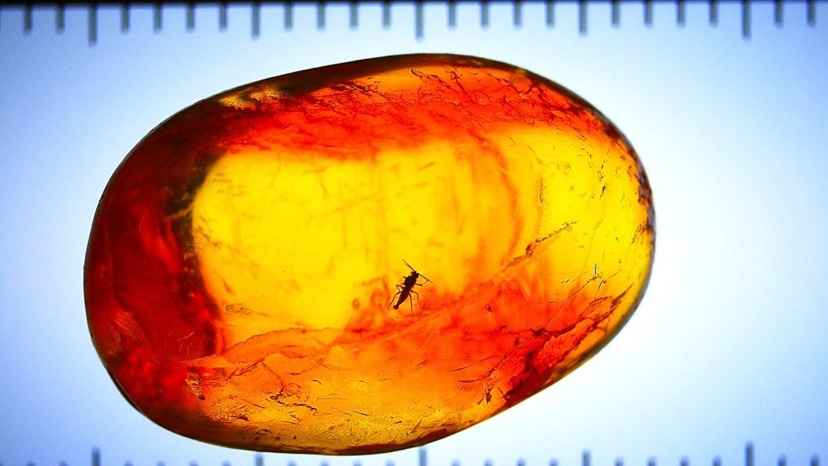 Amber with embedded insect under a ruler showing size