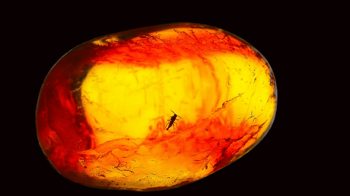 Baltic Amber fossil with small fly species insect inclusion from Baltic Sea Region - FossilsAndMore